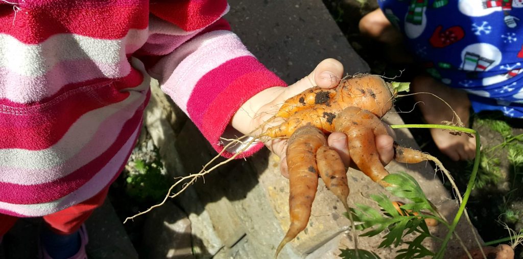 child holding carrots harvested from the backyard garden