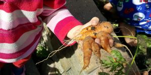toddler holding a deformed carrot just pulled from the garden