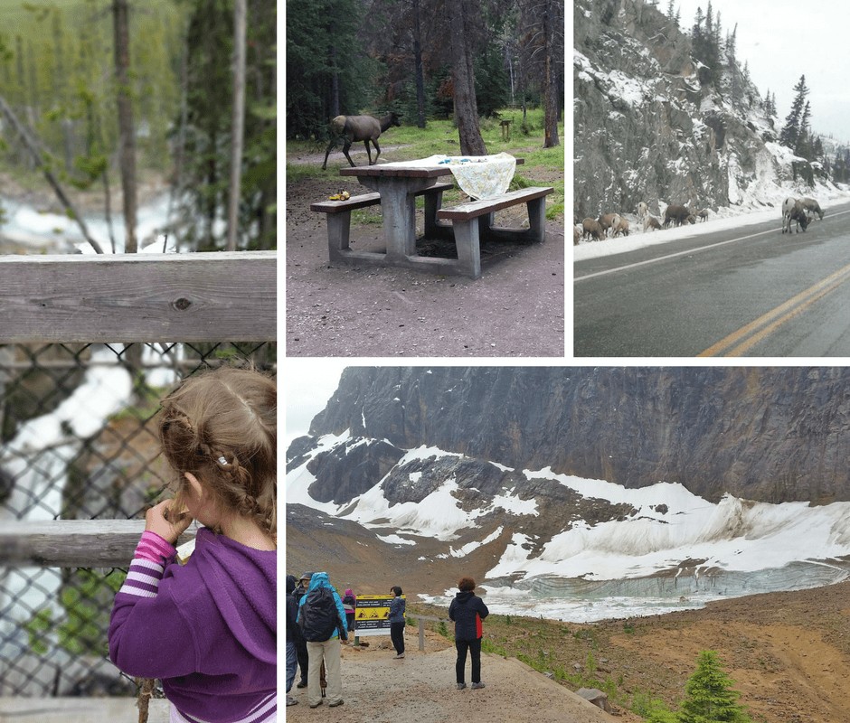 images of Jasper National Park, glaciers, mountain sheep, picnic tables