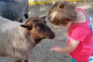 young girl holding her hand out to a sheep