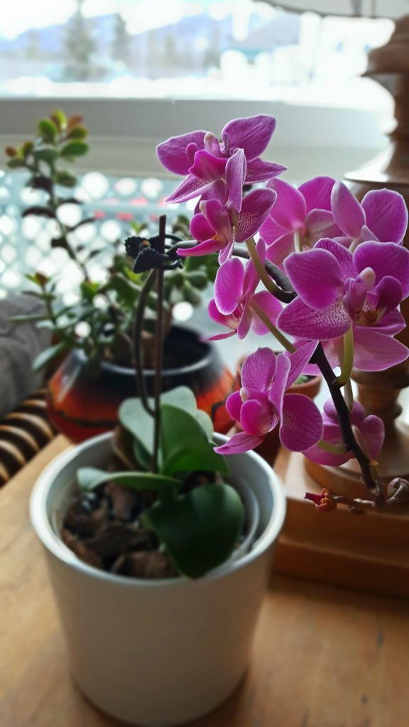 An easy pink orchid for beginners that rebloomed in the home