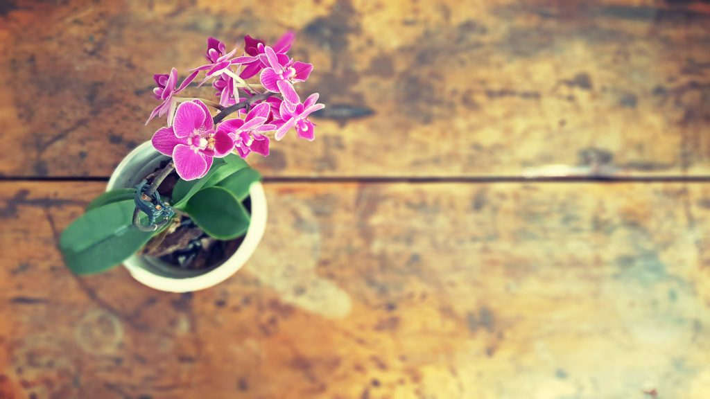 a pink reblooming orchid in a white pot, sitting on a wooden table