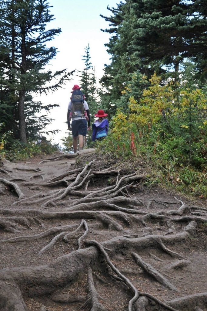 a dad and kids walking up a very rooty hiking trail