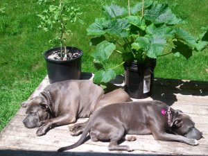 two large grey dogs laying in the sun with potted vegetables beside them