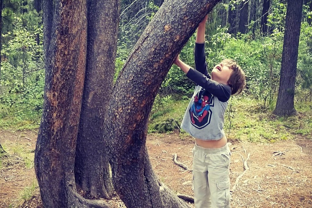 Boy reaching up the trunk of a curved tree in a wooded area