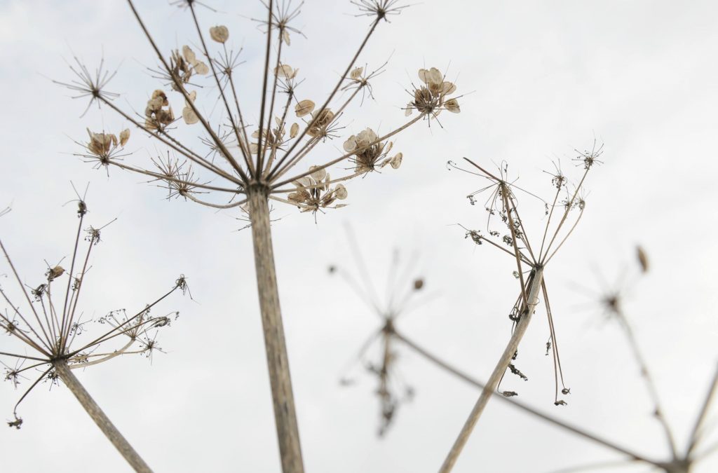 queen ann's lace in seed from an article about gardening and wellbeing