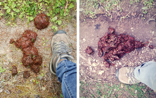 two piles of bear scat with an adult shoe for size comparison