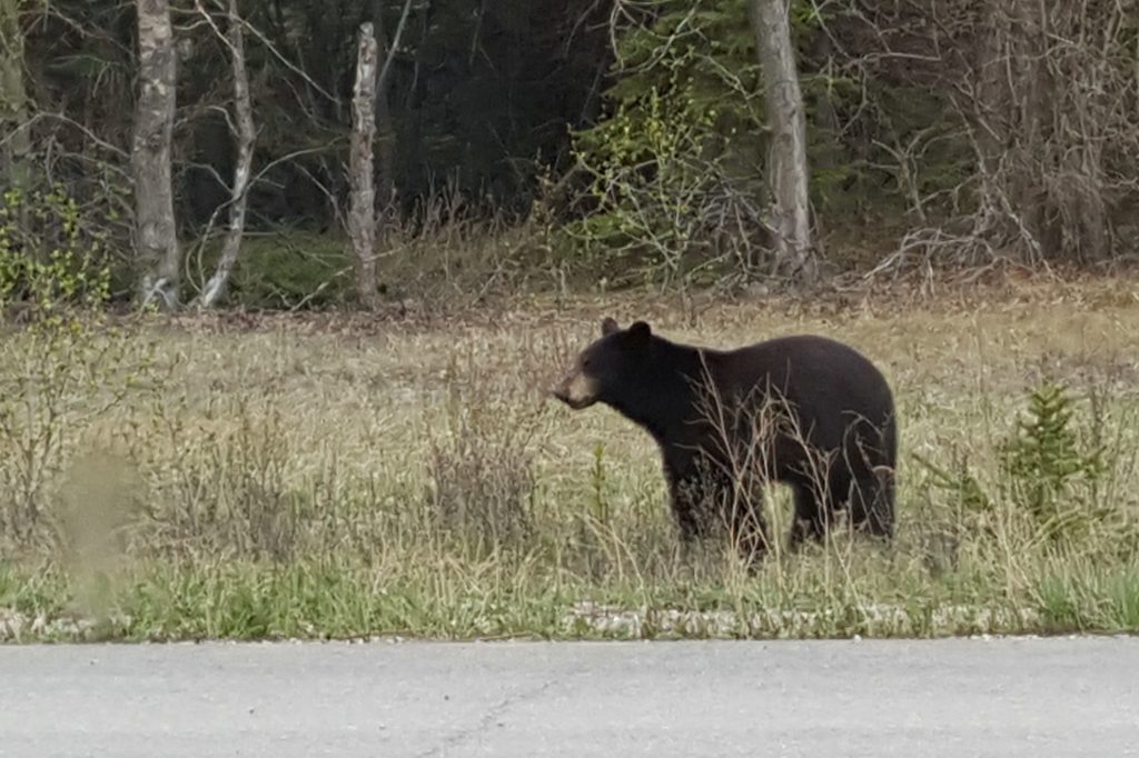 A black bear on the side of the road