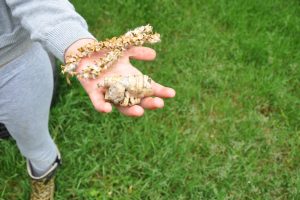 a girl holding seeds and bark in her hand after a scavenger hunt