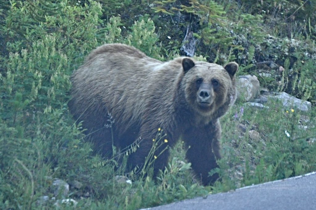 A mother grizzly on the side of the road