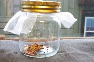 a glass jar with sprout seeds in the bottom