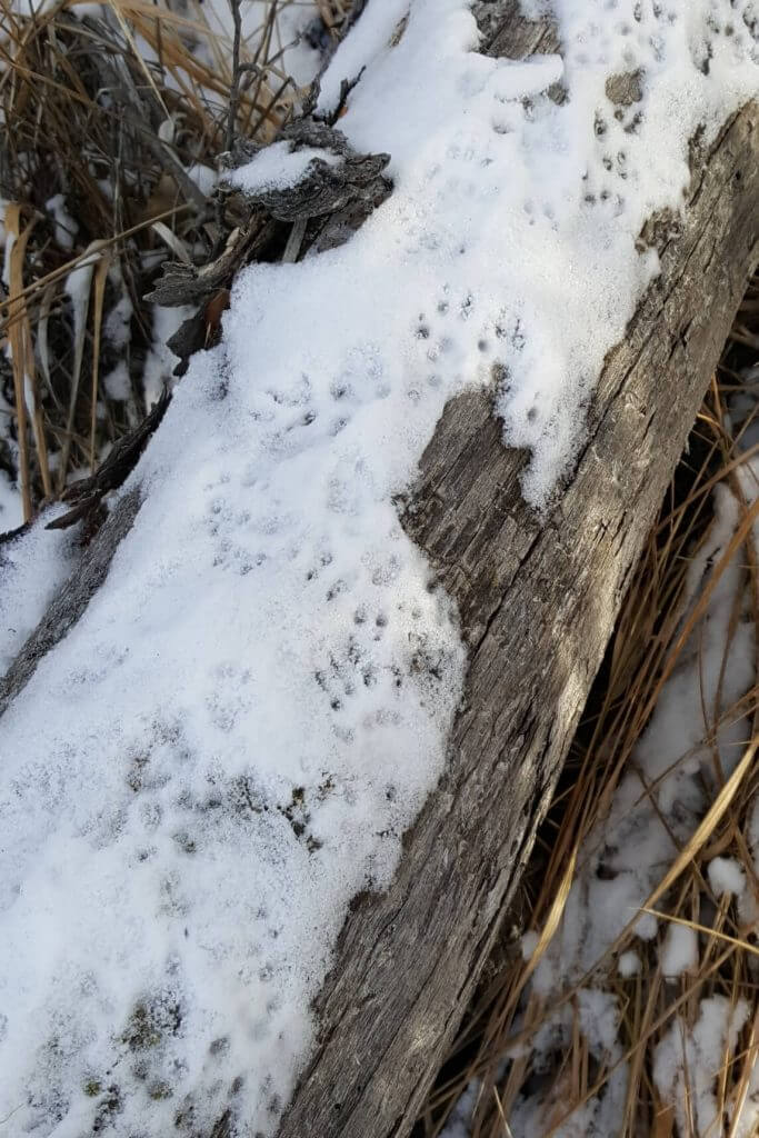 squirrel prints in the snow