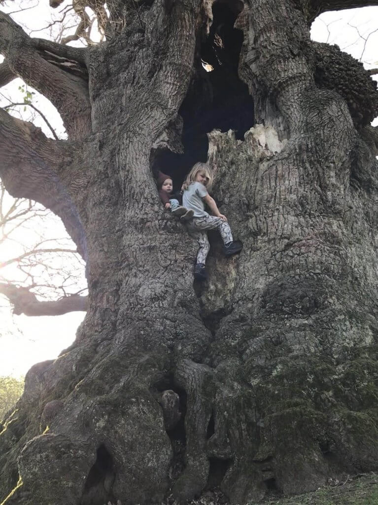 A toddler and young girl enjoying the risk and excitement of being nestled high in the crook of an giant tree.