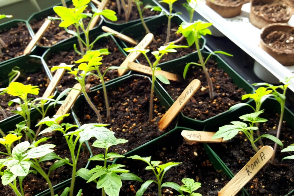 tomato seedlings are easy plants to grow with kids