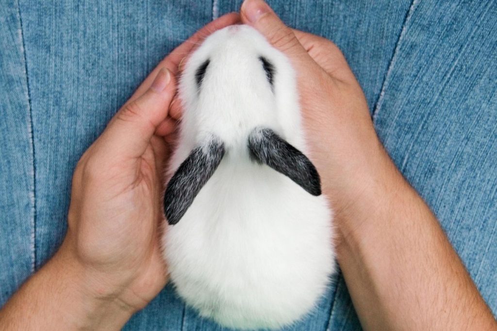 a white pet bunny on a child's lap