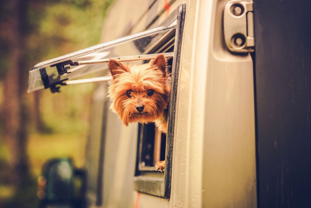 small dog looking out the window of an RV