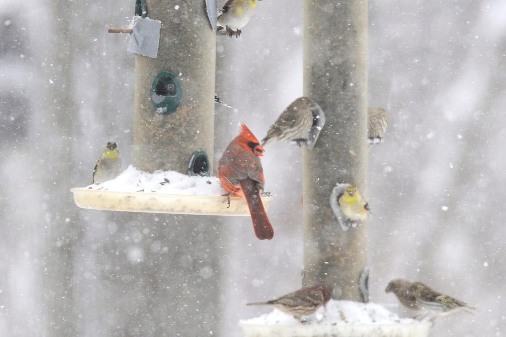 winter birds eating from birdfeeders