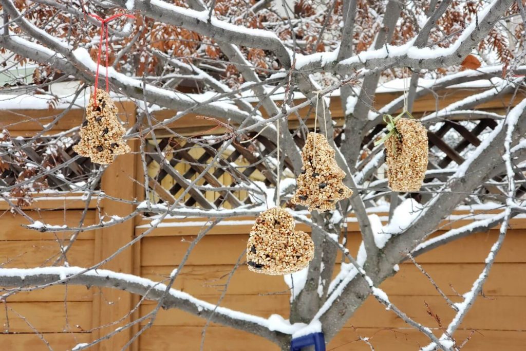 birdseed ornaments haging in a snowy tree